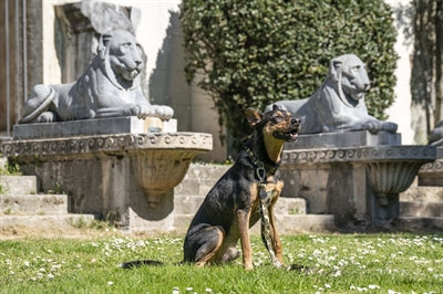 Morso Hundeleine Verstellbar Recyceltes Vollmetall Hund Braun