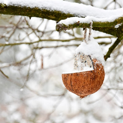 Best For Birds Kokosnuss Gefüllt Mit Fett